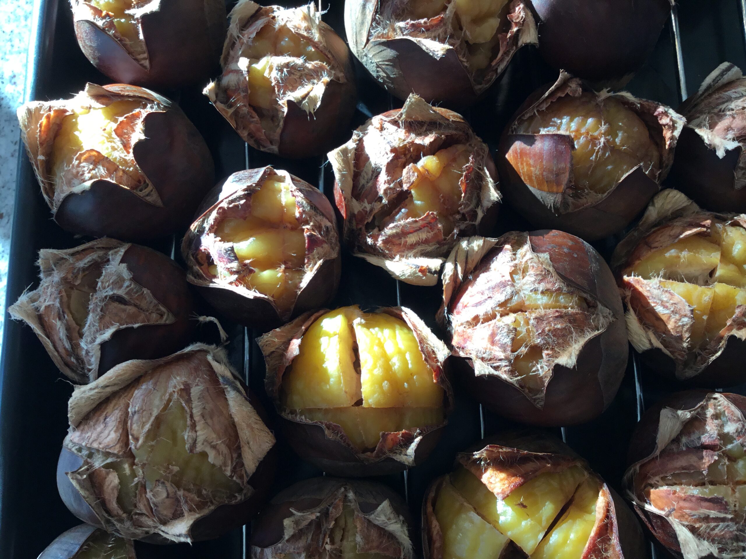 American Chestnuts Making a Comeback in Idaho